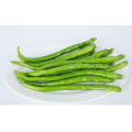 Suntoday Asian vegetable plant seed green online pepper chilli seeds